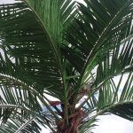 Листа за декоративни палми