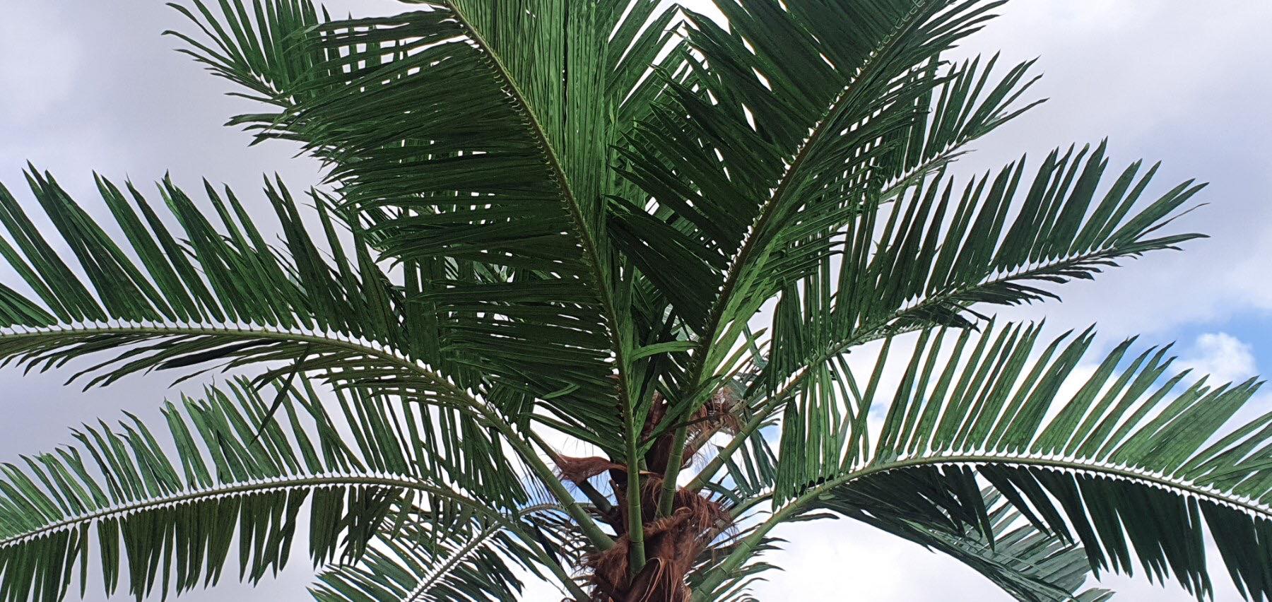 121738855_740470569840023_3203930421622245798_n Листа за декоративни палми - Image 1