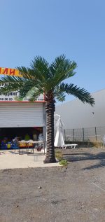 Декоративна палма