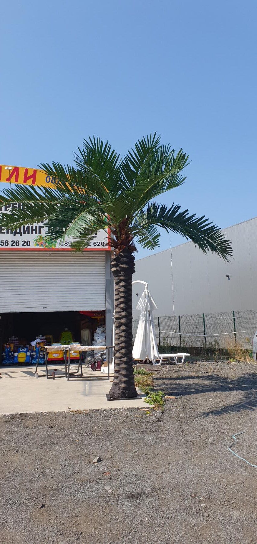 121977543_705648456705828_4749593369771199966_n Декоративна палма - Image 1