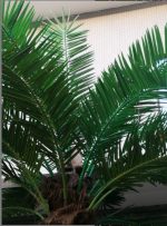 Листа за декоративни палми - Image 2