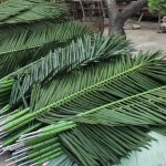 Листа за декоративни палми