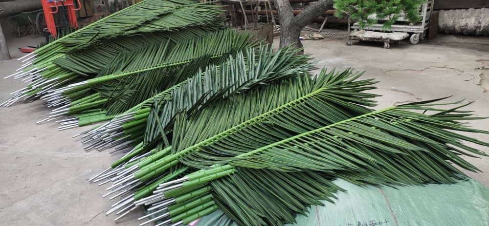 122239012_1212598722436197_983759761112906333_n Листа за декоративни палми - Image 1